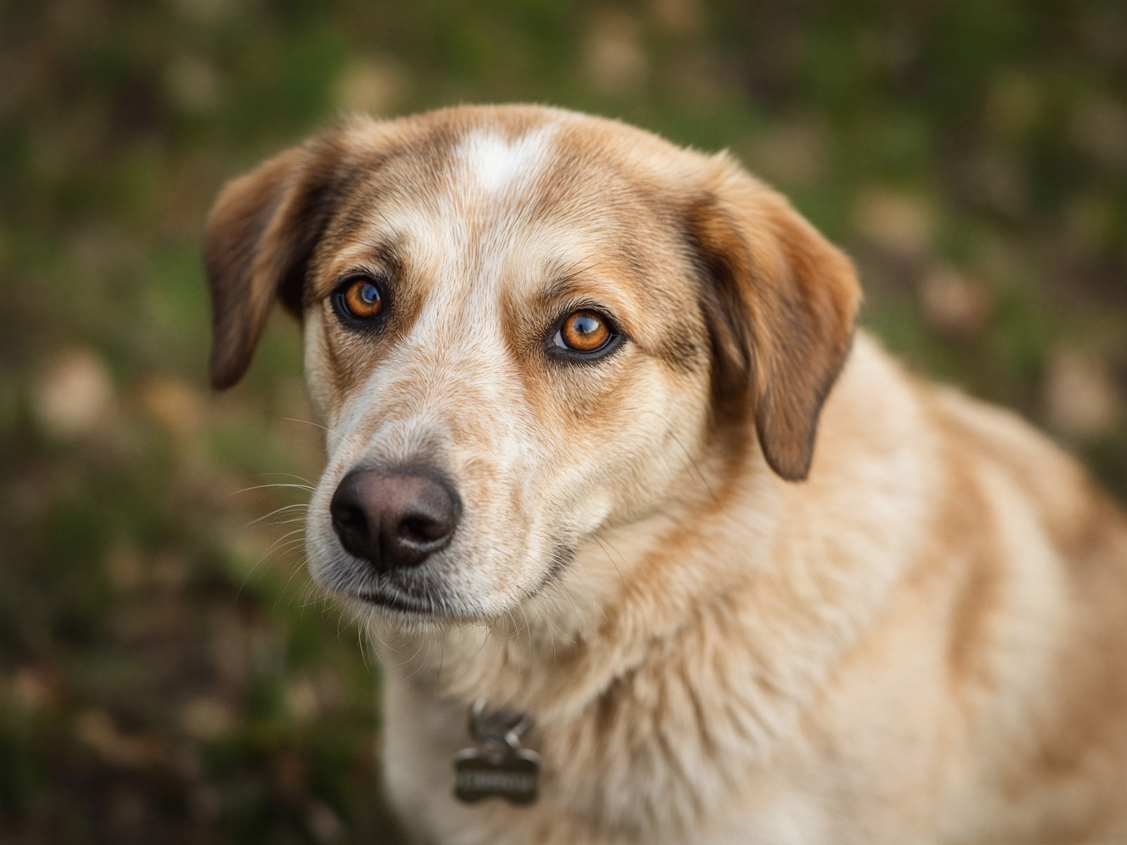 Portrait of a gentle shelter dog outdoors